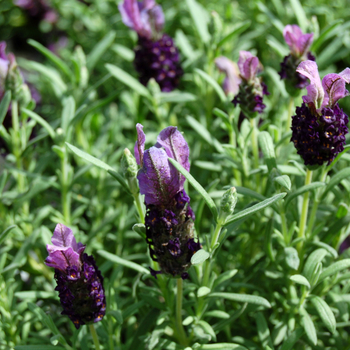 Lavandula stoechas 'Bella Purple' (048713)