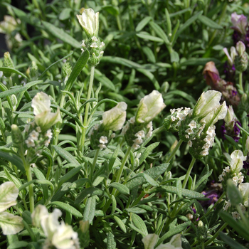 Lavandula stoechas 'Bella White' (048716)