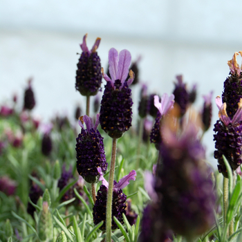 Lavandula stoechas 'Fat Head' (048724)