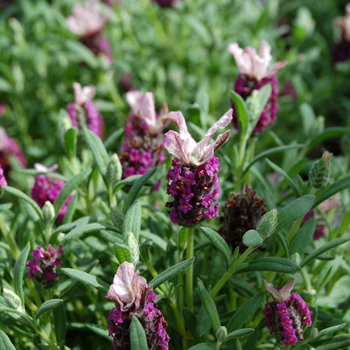 Lavandula stoechas 'Kew Red' (048726)