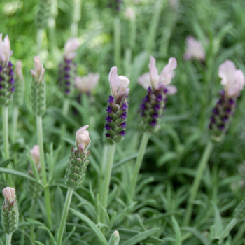 Lavandula stoechas 'La Vela Pink' (048730)