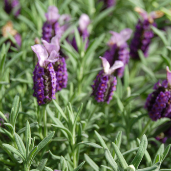 Lavandula stoechas 'Lilac Wings' (048735)