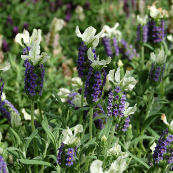 Lavandula stoechas 'Little Bee™ Blue White' (048737)