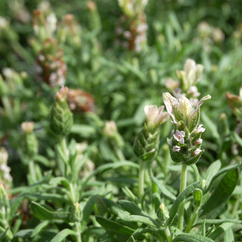 Lavandula stoechas 'Little Bee™ Cream' (048739)