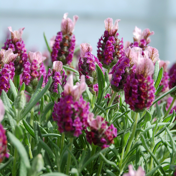 Lavandula stoechas 'Little Bee™ Deep Rose' (048743)