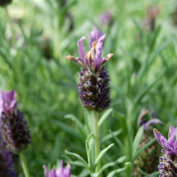 Lavandula stoechas 'Madrid Midnight' (048751)