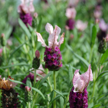 Lavandula stoechas 'Madrid Pink' (048753)