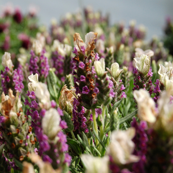 Lavandula stoechas 'Nina™ Rose' (048763)