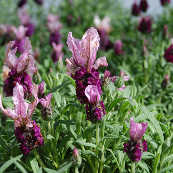 Lavandula angustifolia 'Ooh La Lavender Burgundy' (048765)