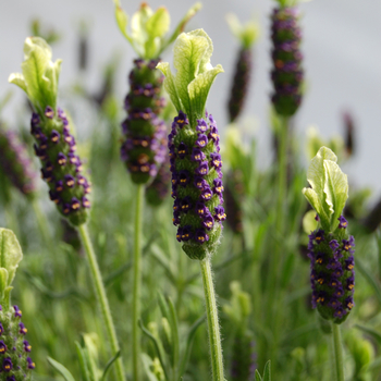 Lavandula stoechas 'Pat Leigh' (048770)