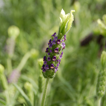 Lavandula stoechas 'Pat Leigh' (048771)