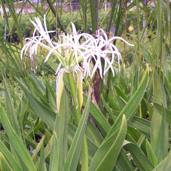 Crinum amabile '' (048800)