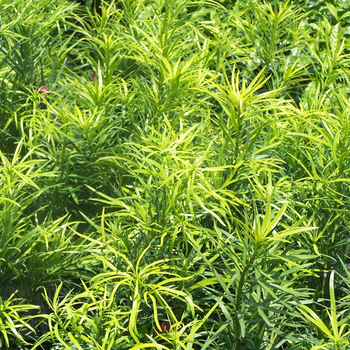 Podocarpus macrophyllus 'Roman Candle™' (048821)