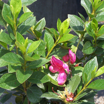 Rhododendron Girard hybrid 'Girard's Fashion' (048844)