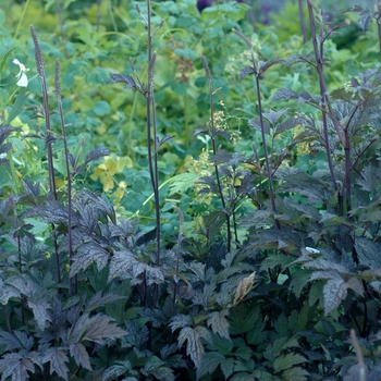 Actaea ramosa 'Hillside Black Beauty' (048932)