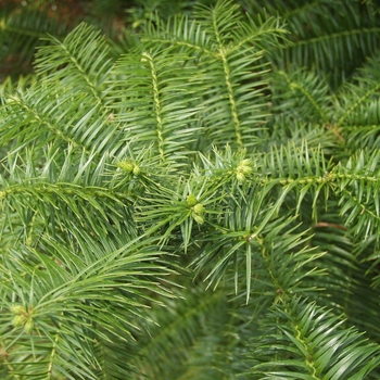 Cunninghamia lanciolata var. unicanalialiculata '' (048938)