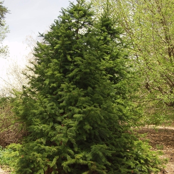 Cunninghamia lanciolata var. unicanalialiculata '' (048939)