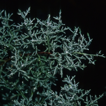 Cupressus arizonica 'Blue Ice' (048940)