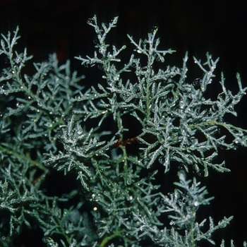 Cupressus arizonica 'Blue Ice' (048941)