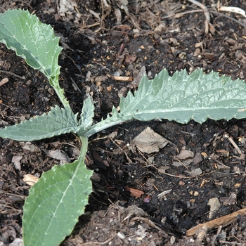 Cynara scolymus 'Imperial Star' (048945)