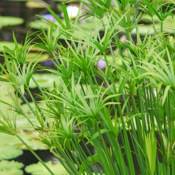 Cyperus alternifolis '' (048946)