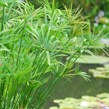 Cyperus alternifolis '' (048947)