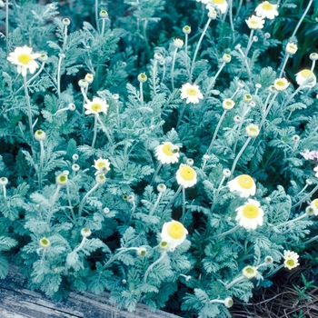 Anthemis 'Susanna Mitchell' (048948)