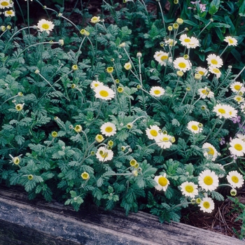 Anthemis 'Susanna Mitchell' (048949)