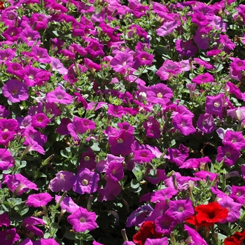 Petunia 'Avalanche Lavender' (048961)