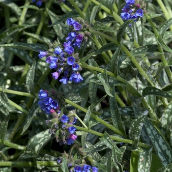 Pulmonaria longifolia 'Bertram Anderson' (048964)