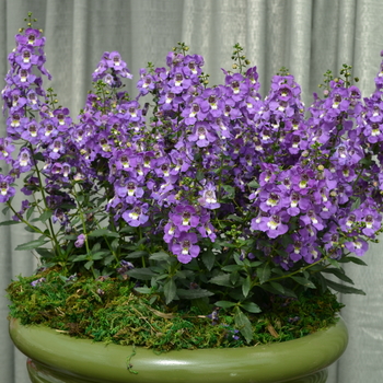 Angelonia angustifolia Archangel™ '' (049088)