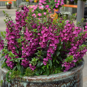 Angelonia angustifolia Archangel™ '' (049095)