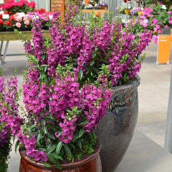 Angelonia angustifolia Archangel™ '' (049097)