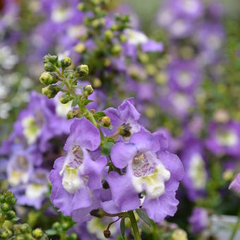 Angelonia angustifolia Archangel™ '' (049100)