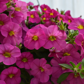 Calibrachoa MiniFamous® 'Pink' (049105)