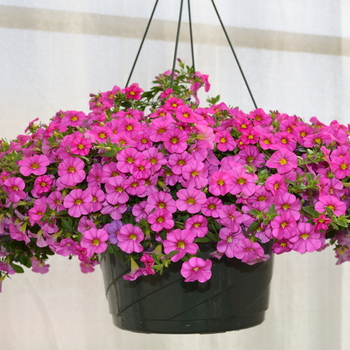 Calibrachoa MiniFamous® 'Pink' (049106)