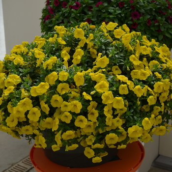 Calibrachoa MiniFamous® Neo 'Deep Yellow' (049110)