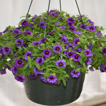 Calibrachoa MiniFamous® Neo 'Royal Blue 17' (049112)