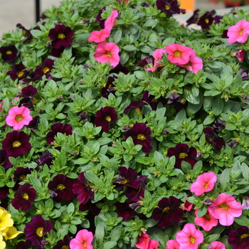 Calibrachoa Can-Can® 'Dark Purple' (049119)