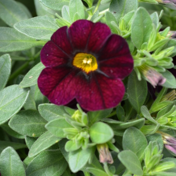 Calibrachoa Can-Can® 'Dark Purple' (049120)