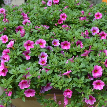 Calibrachoa Can-Can® 'Hot Pink Star' (049121)