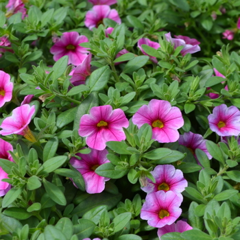 Calibrachoa Can-Can® 'Hot Pink Star' (049122)