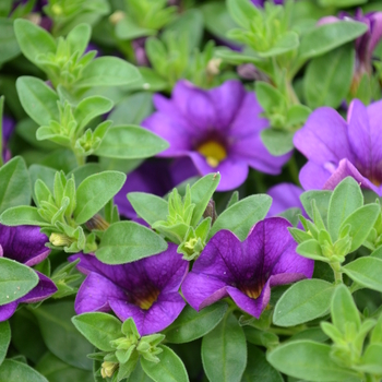 Calibrachoa Isabells 'Deep Blue' (049124)