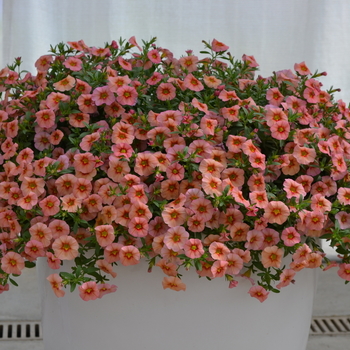 Calibrachoa MiniFamous® 'Coral Pink' (049128)