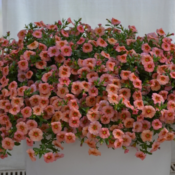 Calibrachoa MiniFamous® 'Coral Pink' (049129)