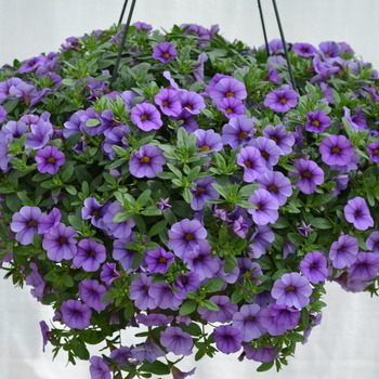 Calibrachoa MiniFamous® Neo 'Lavender Blue' (049134)