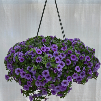 Calibrachoa MiniFamous® Neo 'Lavender Blue' (049135)