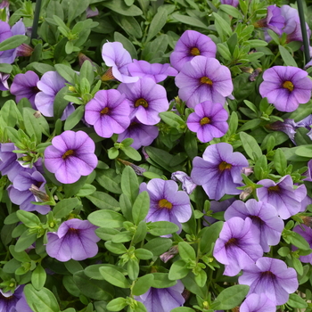 Calibrachoa MiniFamous® Neo 'Lavender Blue' (049136)