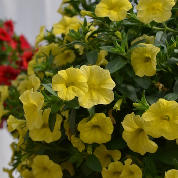 Calibrachoa MiniFamous® 'Lemon' (049138)