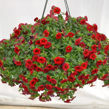 Calibrachoa MiniFamous® Neo 'Vampire' (049147)